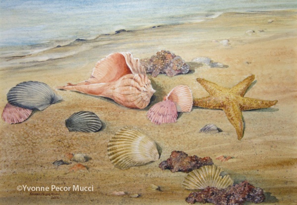 Seashells by Yvonne Pecor Mucci