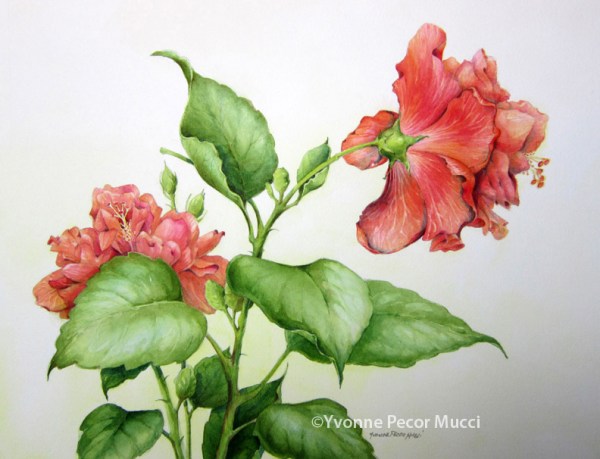 Hibiscus Study Watercolor (16 x 20 Framed) by Yvonne Pecor Mucci