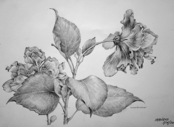 hibiscus_mucci_sketch Hibiscus Flower Study by Yvonne Pecor Mucci