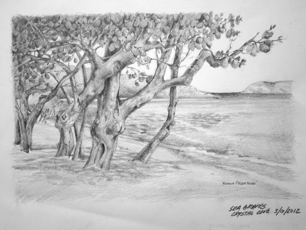 seagrapes_mucci_sketch Sea Grape Trees at Sapphire Bay by Yvonne Pecor Mucci