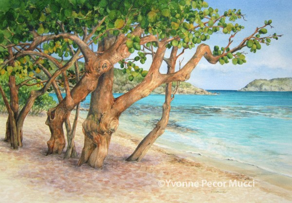 seagrapes_sapphirebay_mucci View of Sapphire Bay, 18 x 24 Framed, Watercolor by Yvonne Pecor Mucci