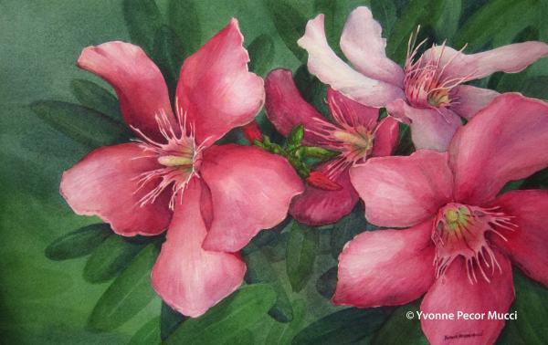 Pink Oleanders Watercolor by Yvonne Pecor Mucci