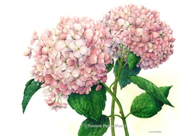 Bridal Blossoms Watercolor (Framed 18 x 21) by Yvonne Pecor Mucci