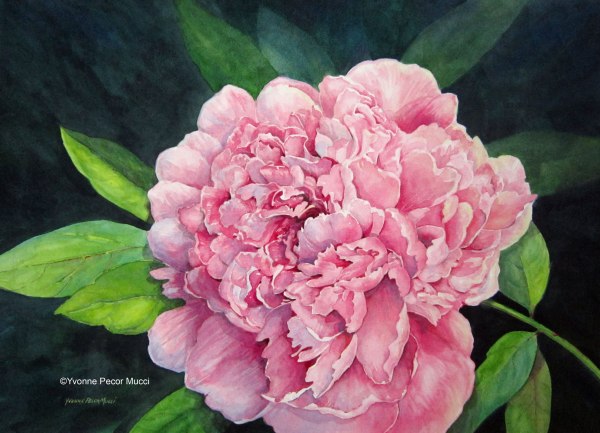 Love Blooms – Pink Peony (Framed 18 x 24) Watercolor by Yvonne Pecor Mucci