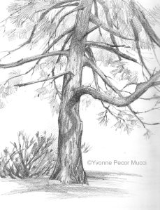 Graphite Pine Sketch