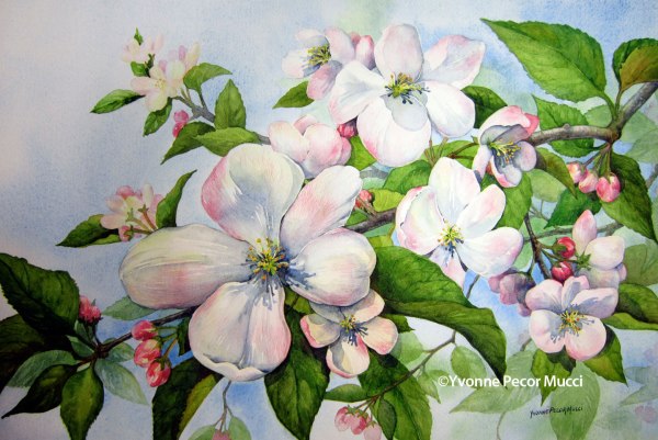 Apple Blossoms Watercolor by Yvonne Pecor Mucci (Framed 24 x 16)