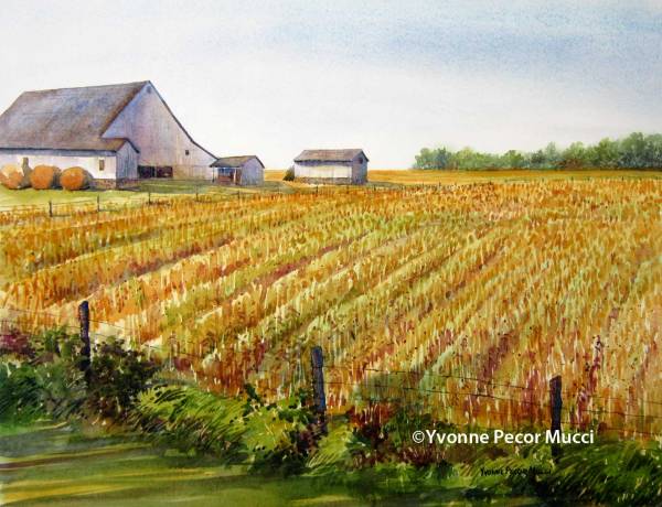 Grain Fields watercolor by Yvonne Pecor Mucci (Framed 24 x 20, Inquiries to mucciyvonne@yahoo.com)