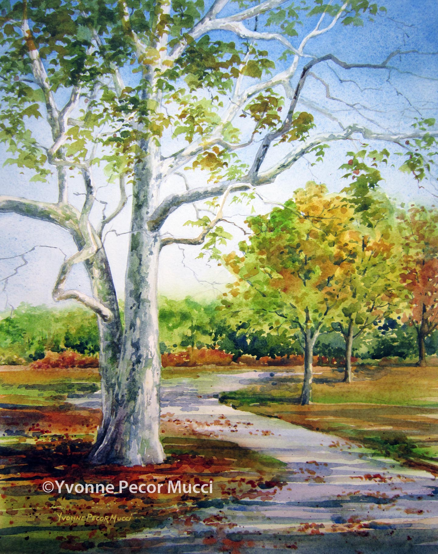 Sycamore Walk watercolor by Yvonne Pecor Mucci (Framed 16 x 20, Available)